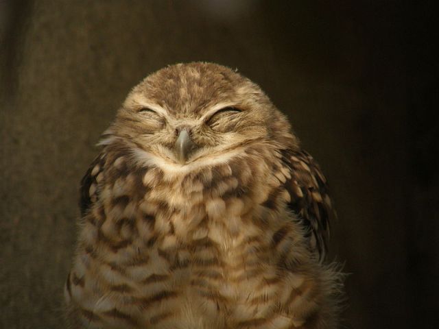 800px-Burrowing_owl_smile